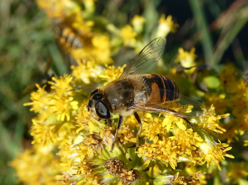 Eristalis tenax - közönséges herelégy