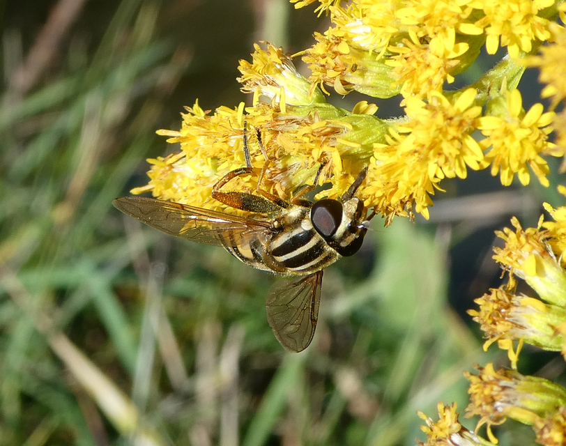 Helophilus pendulus - közönséges mocsárilégy
