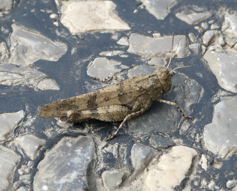 Oedipoda caerulescens - kékszárnyú sáska
