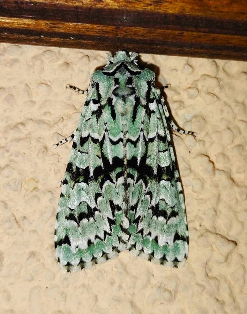 Griposia aprilina - őszi zöldbagoly