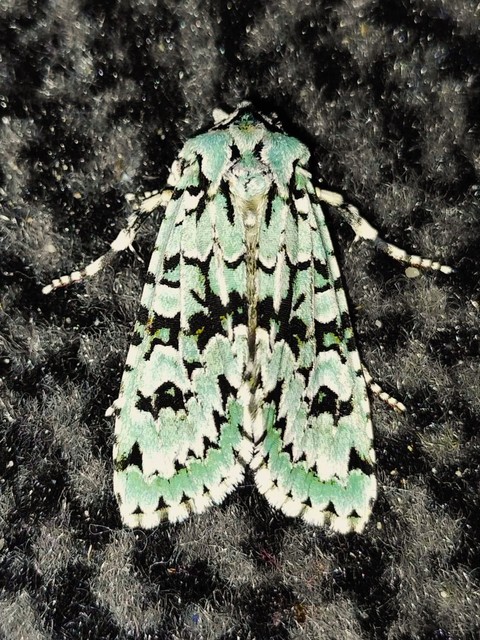 Griposia aprilina - őszi zöldbagoly