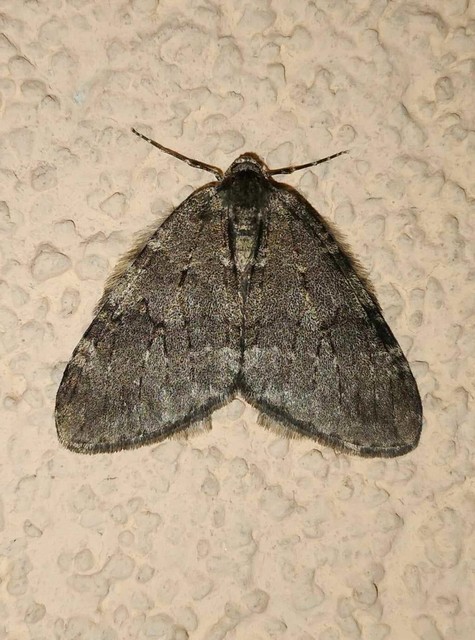 Epirrita christyi/dilutata