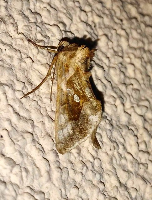 Chrysodeixis chalcites - déli aranybagoly