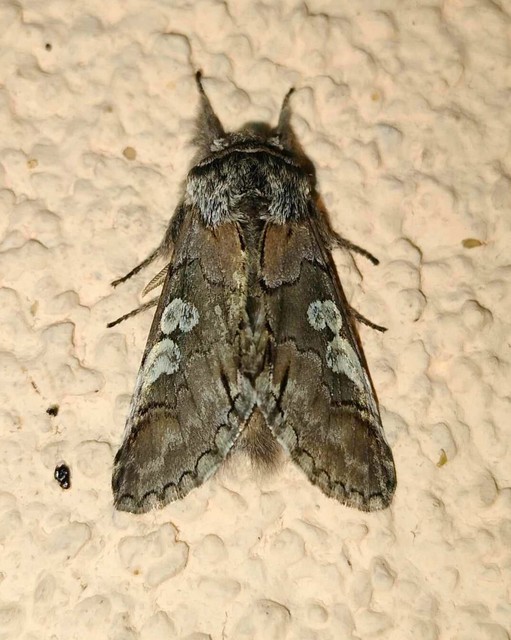 Diloba caeruleocephala - őszi kékesbagoly