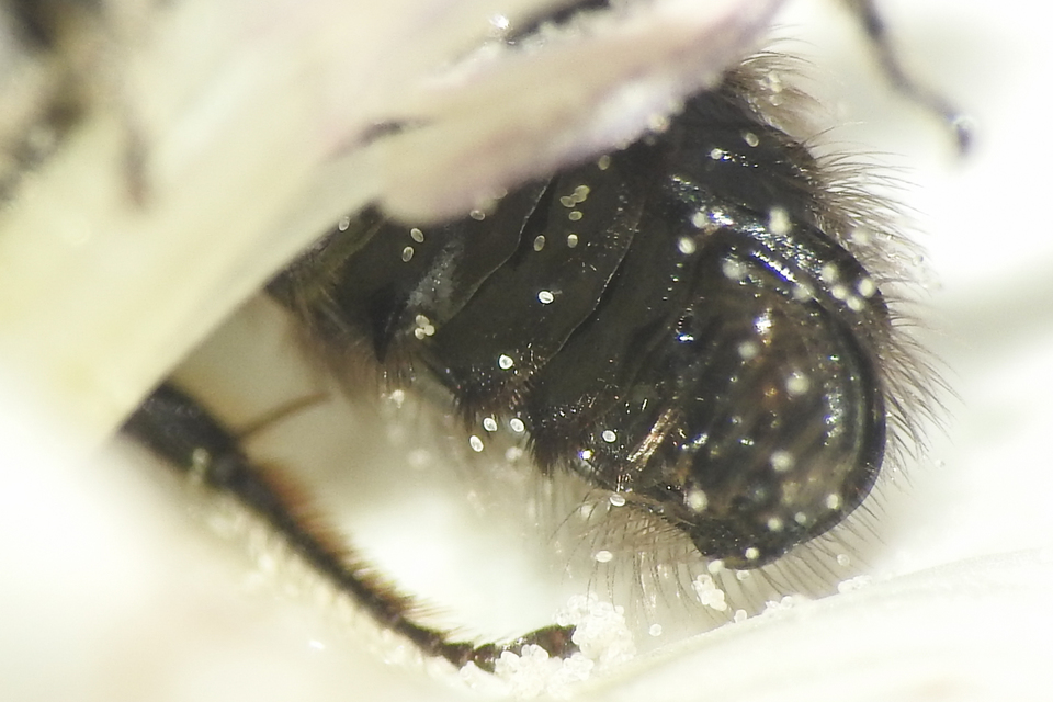 Systropha curvicornis