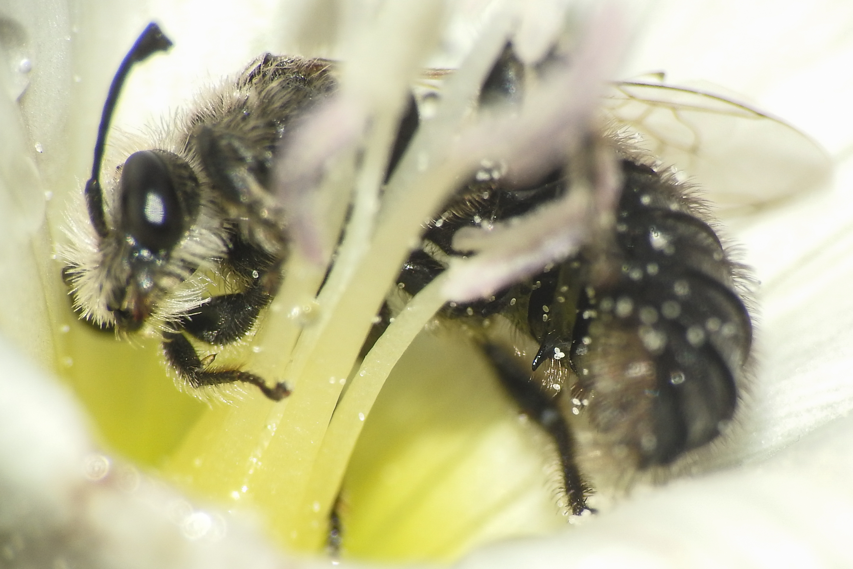 Systropha curvicornis