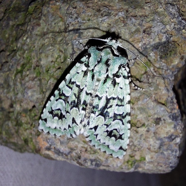 Griposia aprilina - őszi zöldbagoly