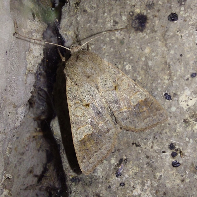 Ammoconia caecimacula - szürke őszibagoly