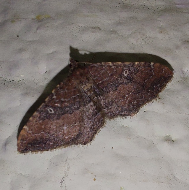 Orthonama obstipata - vándoraraszoló