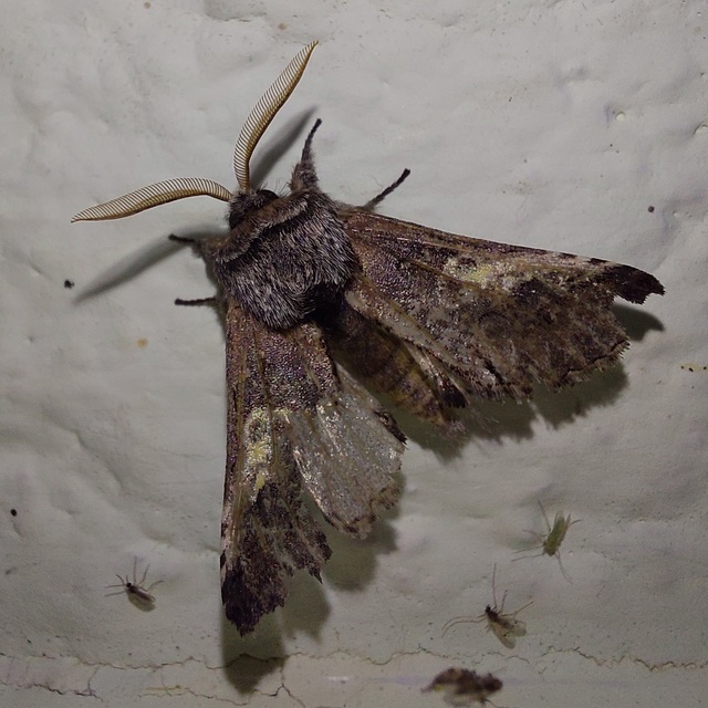 Diloba caeruleocephala - őszi kékesbagoly