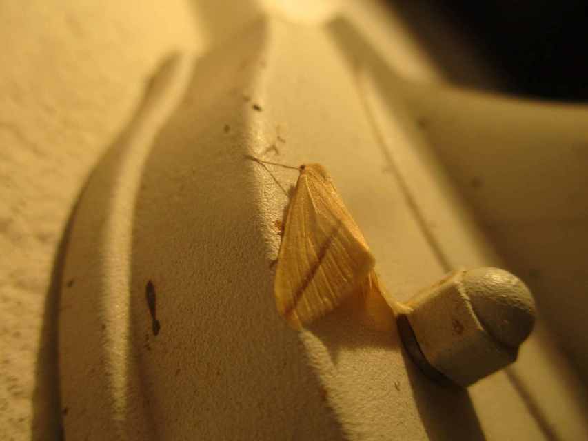Rhodometra sacraria - rózsacsíkos araszoló