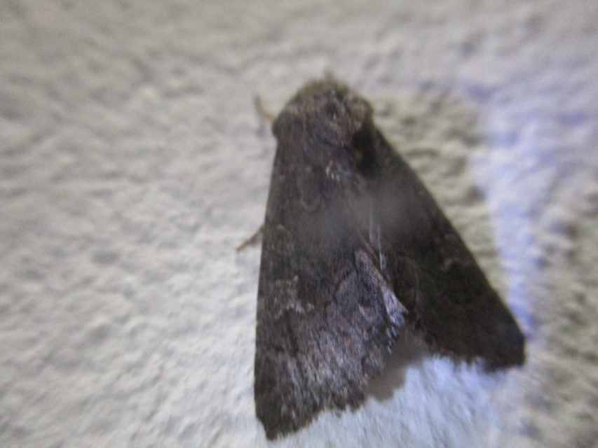 Aporophyla lutulenta - sziki őszibagoly