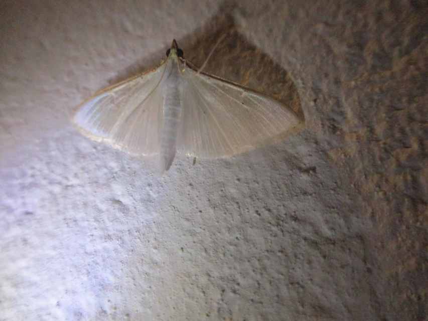 Palpita vitrealis - hófehér tűzmoly