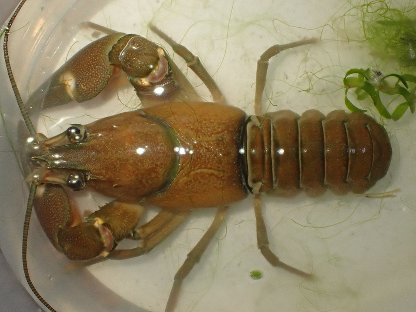 Crustacea - Rákok