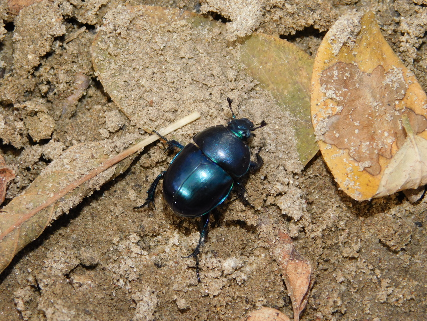 Trypocopris vernalis - tavaszi álganéjtúró