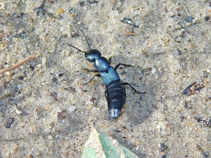 Ocypus ophthalmicus - kék holyva