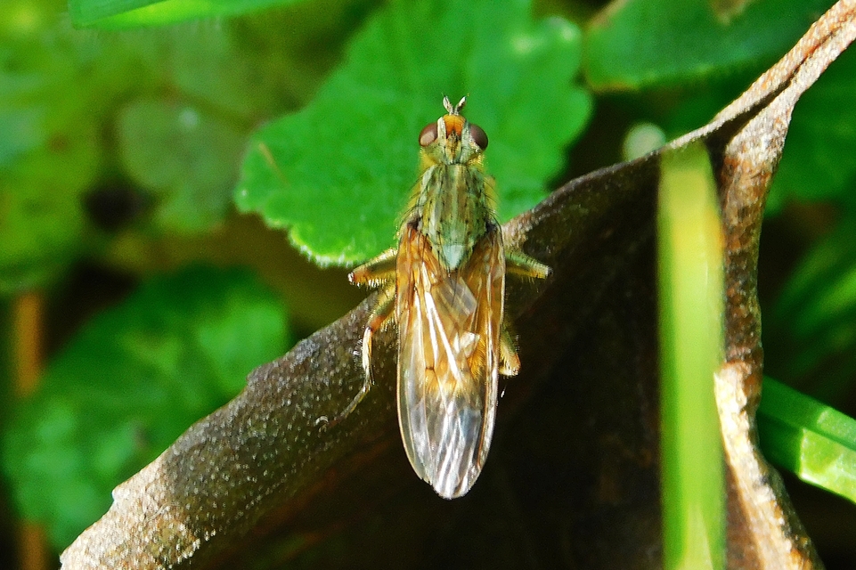 Scathophaga stercoraria - közönséges trágyalégy