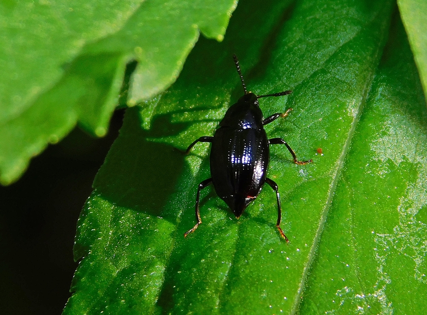 Scaphium immaculatum - görbelábú sajkabogár