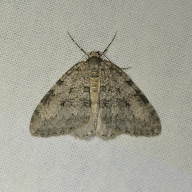 Epirrita christyi/dilutata