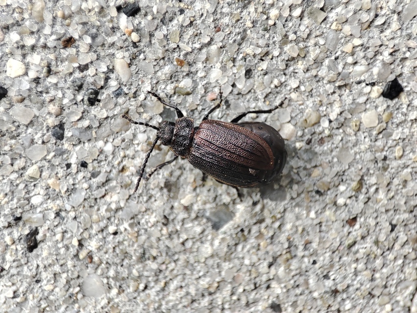 Galeruca pomonae - barna olajosbogár