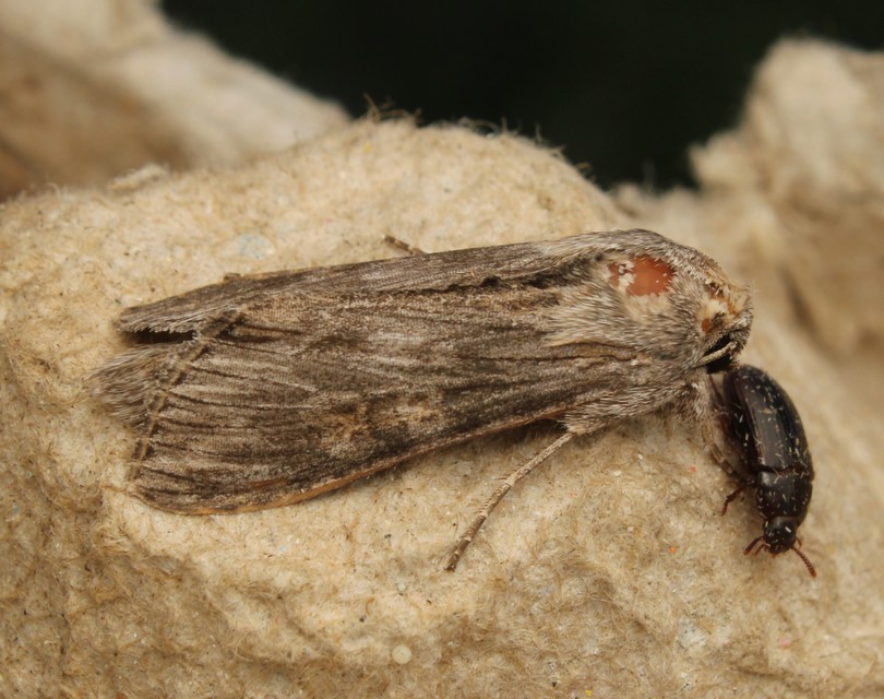 Cucullia xeranthemi - vasvirág-csuklyásbagoly