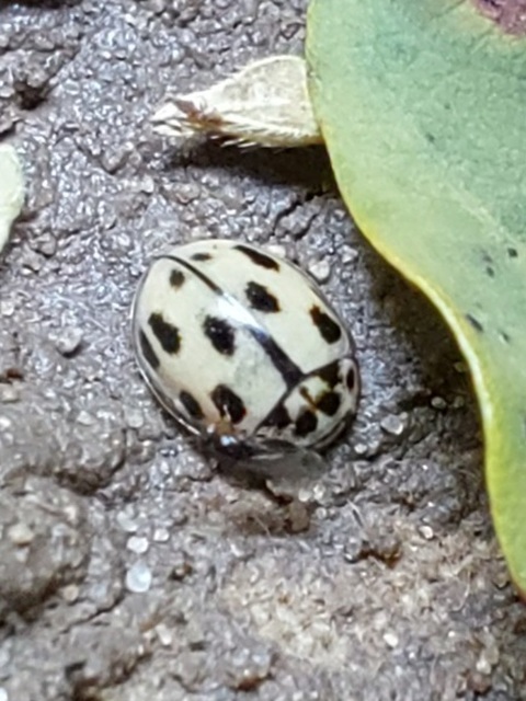 Propylea quatuordecimpunctata - tizennégypettyes füsskata