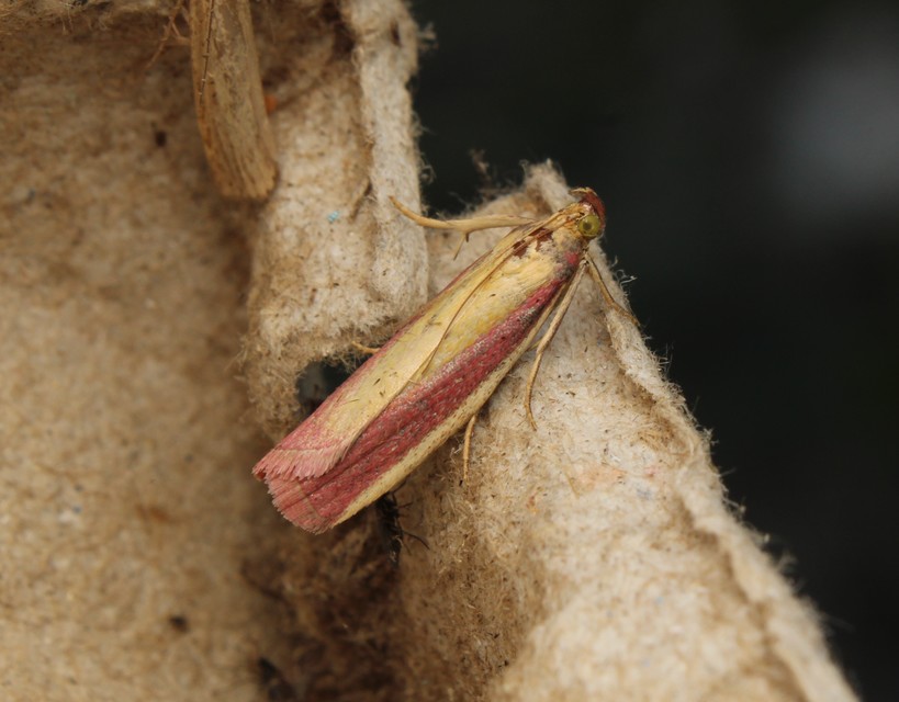 Oncocera semirubella - lucernamoly