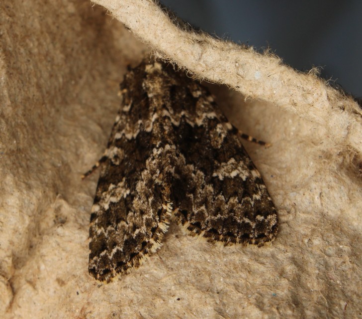 Polymixis polymita - kankalin-tarkabagoly