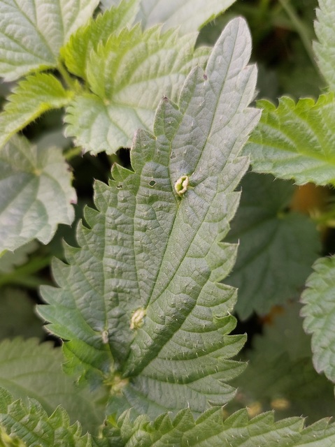 Dasineura urticae