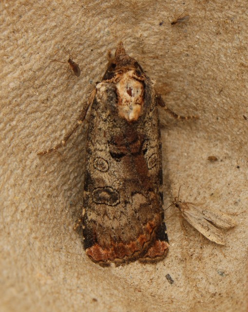 Epilecta linogrisea - karcsú sárgafűbagoly