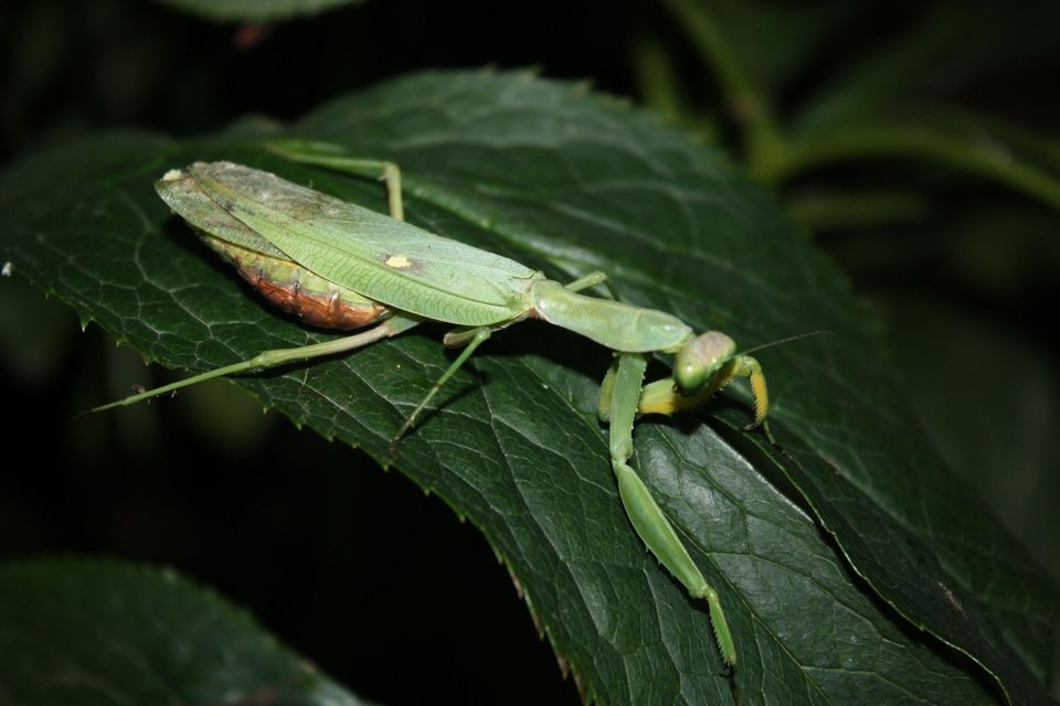Hierodula tenuidentata - óriás ázsiai imádkozósáska