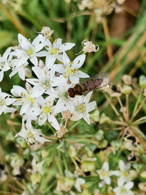 Episyrphus balteatus - ékfoltos zengőlégy