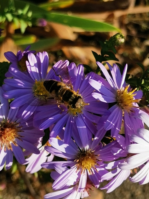 Eristalis