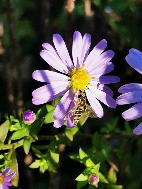 Sphaerophoria