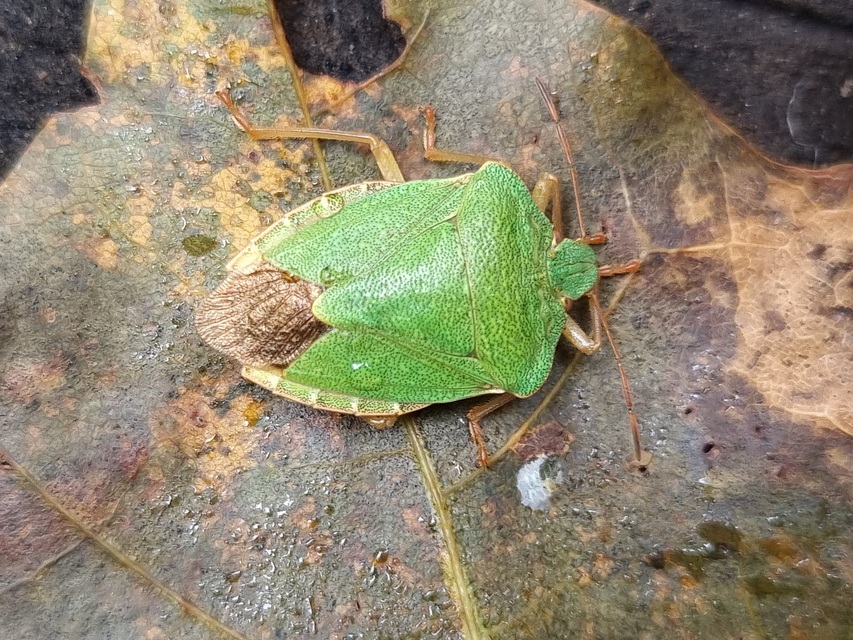 Palomena Palomena