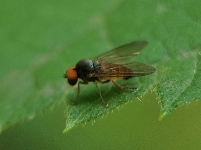 Platypezidae - kormoslegyek