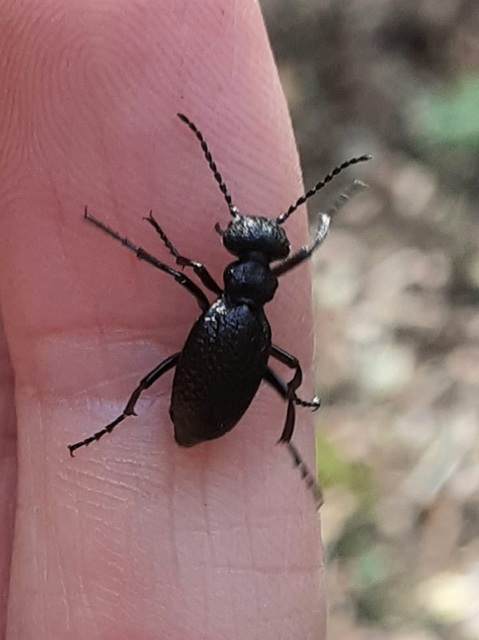 Meloe rugosus - ráncos nünüke