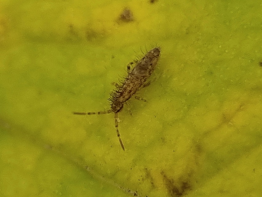 Collembola - Ugróvillások Collembola - Ugróvillások