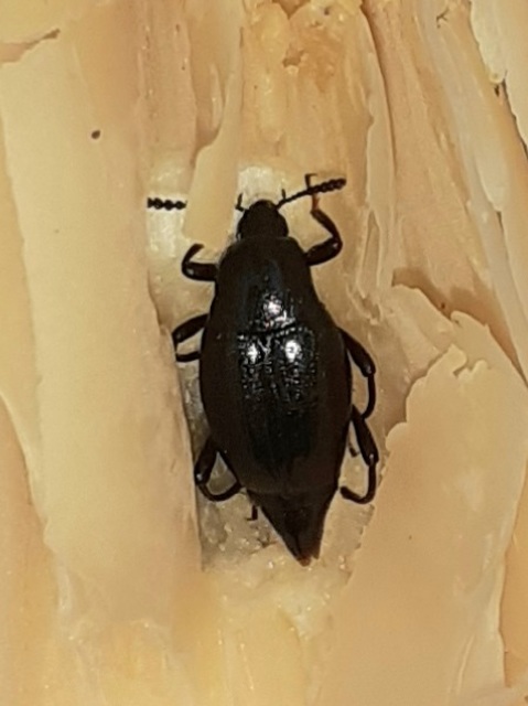 Scaphium immaculatum - görbelábú sajkabogár