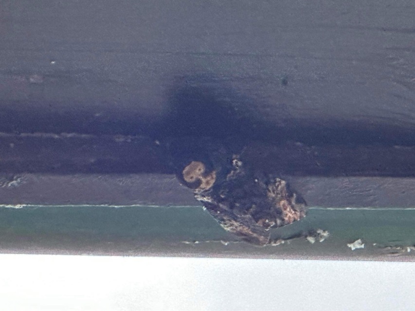 Acherontia atropos - halálfejes lepke