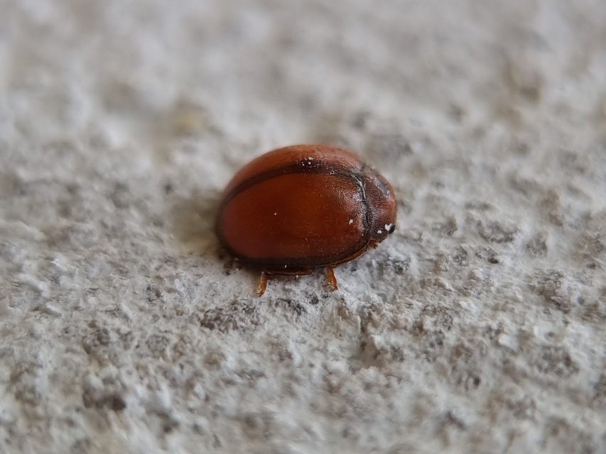 Subcoccinella vigintiquatuorpunctata - lucernaböde