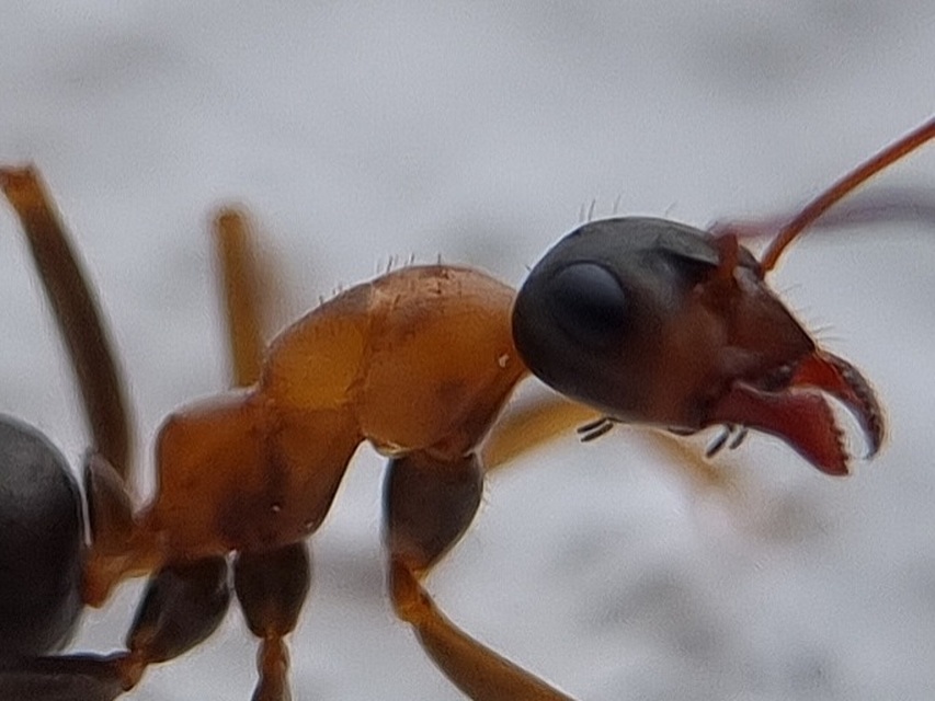 Formica rufibarbis - vörös rabszolgahangya