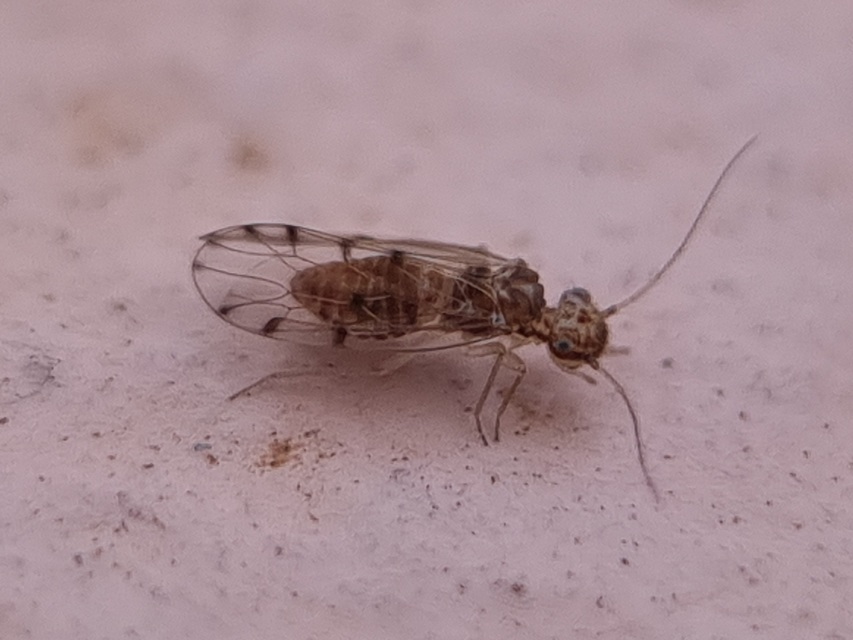 Pseudoscorpionida - Álskorpiók