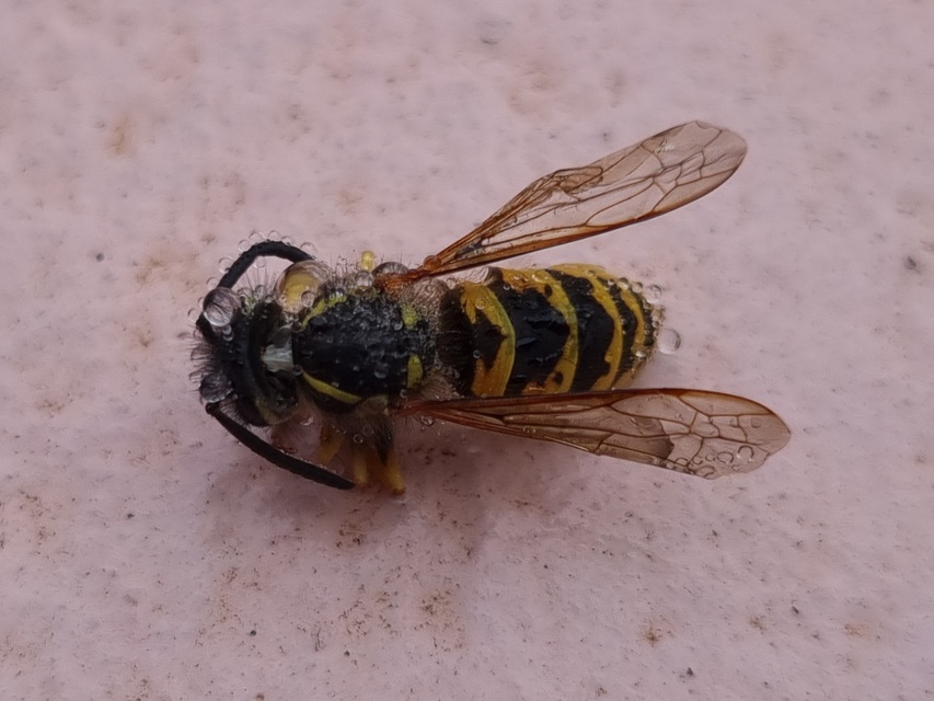 Vespula