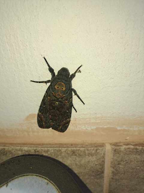 Acherontia atropos - halálfejes lepke