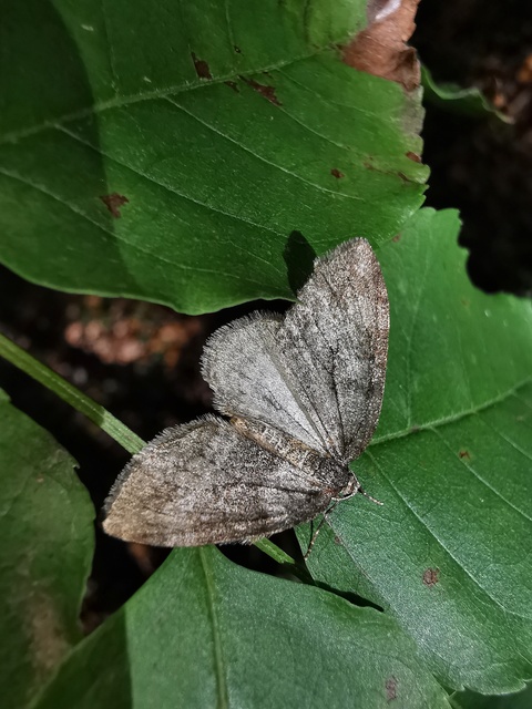 Epirrita christyi/dilutata
