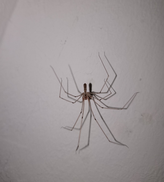Opiliones - Kaszáspókok Opiliones - Kaszáspókok