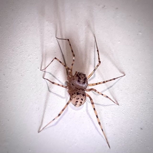 Scytodes thoracica - közönséges csupaszpók