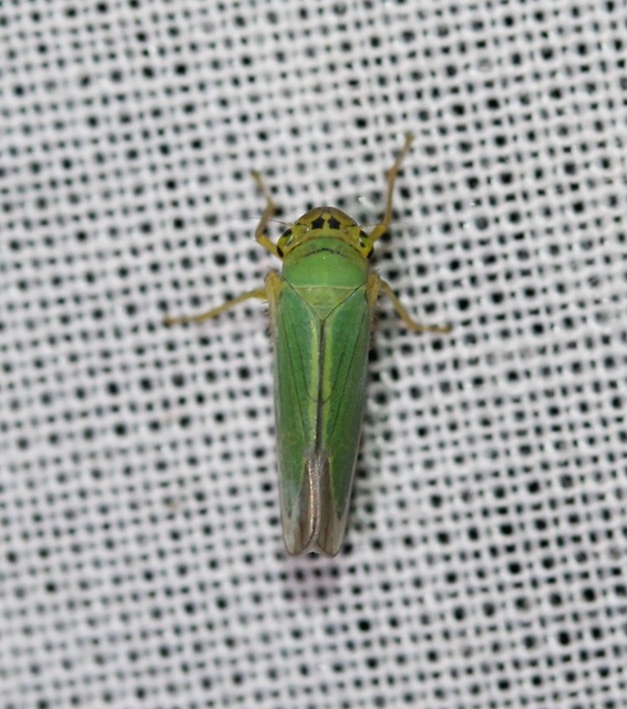 Cicadella viridis - méregzöld kabóca
