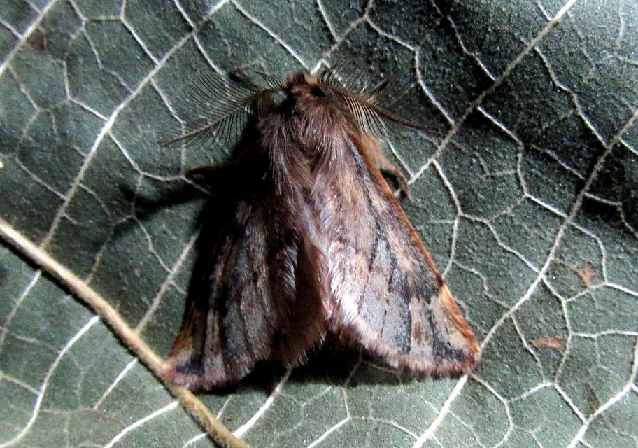 Ptilophora plumigera - tollas púposszövő